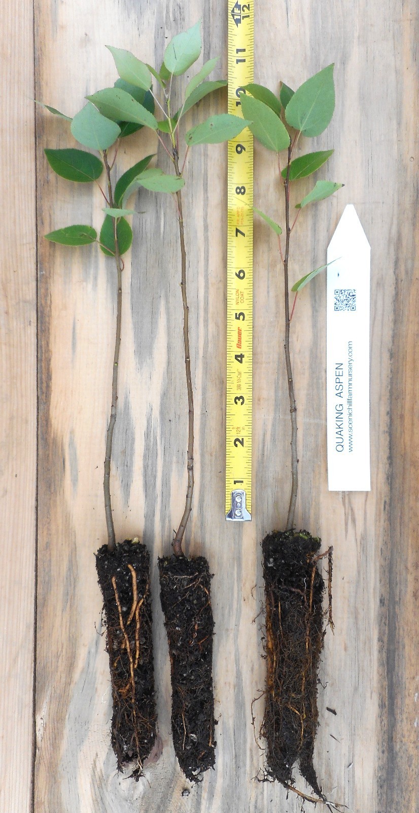 Quaking Aspen Tree Seedlings - Potted Trees 18 - 30 Inches Tall - $29.65+