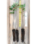 Quaking Aspen Tree Seedlings - Potted Trees 18 - 30 Inches Tall - $546.40 MXN+
