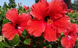 Spring Special - Hawaiian Red Hibiscus Cutting 4 Pack - £51.30 GBP