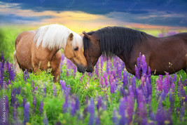 FRAMED CANVAS Art print Palomino and bay horse in lupine flowers at sunset - £31.64 GBP+