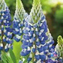 25+ Russell Blue Lupine Seeds - $9.00