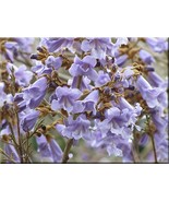 VCS 100 Seeds Worlds Fastest Growing Tree Royal Empress Tree Princess Tr... - $274.71 MXN