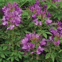 Royal Queen Purple Dwarf Cleome Spider Flower US Seller Fast Shipping - £5.75 GBP