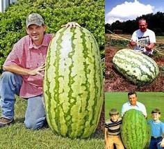 Giant Watermelon &#39;Iwanaga Giant&#39; F1, 10 Seeds D - $10.35
