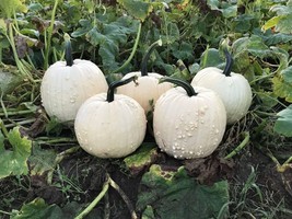 Grow In US 10 Specter Pumpkin seeds Fresh Fall Unique Specialty - £10.98 GBP