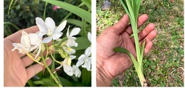 6+” rooted WHITE Ground Orchid Spathoglottis plicata starter live plant Gift - £24.77 GBP