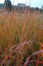 FREE SHIPPING Anemanthele lessoniana Stipa arundinacea Feather & Hair Grass 100  - $17.99