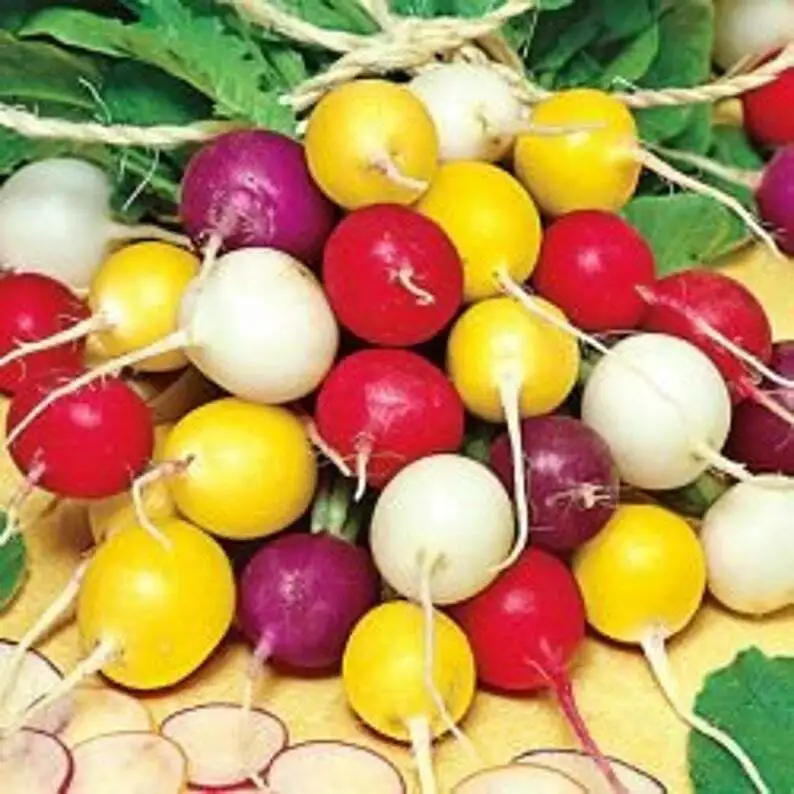 SKMO Crayon Colors Radish Mix Colorful Non Gmo 150 Seeds Bulk Indoor Gardening  - £7.28 GBP