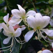 Clerodendrum Wallichii Bridal Rare New Live Plant Cuttings White Flowers - $352.53 MXN+