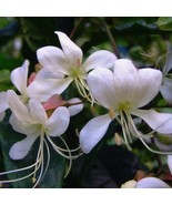 Clerodendrum Wallichii Bridal Rare New Live Plant Cuttings White Flowers - $25.97 CAD+