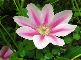 Early Large-flowered Fragrant - Pink Cameo Clematis Vine - 2.5&quot; Pot - £40.05 GBP