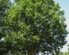 Zelkova Sinica (Chinese Zelkova) 15 seeds - £1.36 GBP