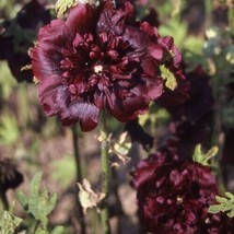 Double Maroon Hollyhock 50 Pure Seeds Perennial Flower   - £5.98 GBP