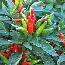 Usa Seller 50 Thai Dragon Hot Pepper Seeds Tai Dragon - £15.51 GBP