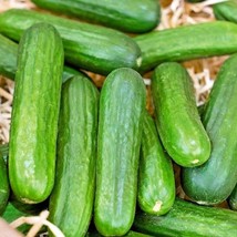 30 Muncher Cucumber Seeds Organic Award Winner Vegetable Patio Fresh Gar... - £7.73 GBP