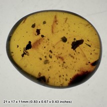 Burmese Cretaceous Amber with Unidentified Insects &amp; Inclusions, UV - £34.21 GBP