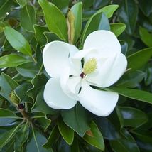 Kay Parris Evergreen Southern Magnolia Grandifolia 20-28 inch - £34.85 GBP