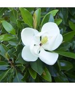 Kay Parris Evergreen Southern Magnolia Grandifolia 20-28 inch - £34.28 GBP