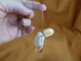 (TNE-BIR-TO-17d) baby Toucan bird birds swing TAGUA NUT nuts figurine to... - $546.43 MXN