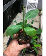 Double Mahoi Dwarf Banana Plant - Live Plant - Double Headed Dwarf Caven... - $18.78