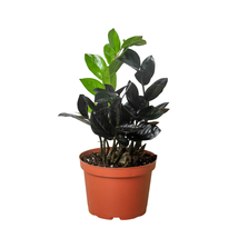 ZZ Zamioculcas 'Black Queen'-Nursery Pot / 4" Pot - $940.72 MXN