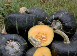 Buttercup Burgess Winter Squash 10 Seeds Treated Heirloom 3-4 lbs! Sweet... - £1.56 GBP