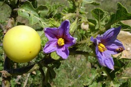 Solanum linnaeanum seeds Sodomaeum Devil&#39;s Apple of Sodom semillas graines - £4.95 GBP+