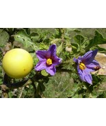 Solanum linnaeanum seeds Sodomaeum Devil&#39;s Apple of Sodom semillas graines - £4.97 GBP+
