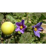 Solanum linnaeanum seeds Sodomaeum Devil&#39;s Apple of Sodom semillas graines - $8.68 CAD+