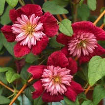 25 Double Red Clematis Seeds Large Bloom Climbing Perennial Garden Flower - £15.65 GBP