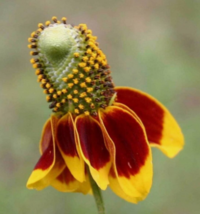 500 Pc Seeds Ratibida Columnifera Flower, Mexican Hats Seeds for Planting | RK - £13.22 GBP