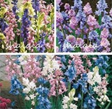 USA SELLER 100Pcs Mixed Wooden Hyacinths Spanish Hyacinths Seeds For Bonsai Fast - $16.91