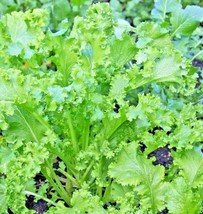 600 Giant Curled Mustard Seeds Easy Heirloom Vegetable Greens Garden Container - £14.16 GBP
