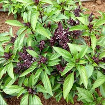 400+ Thai Basil (Siam Queen) - Non-GMO Heirloom Seeds - $2.96