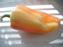 25 Organic Giant Szegedi Pepper Capsicum Hungarian Sweet Paprika Bell Se... - $15.20