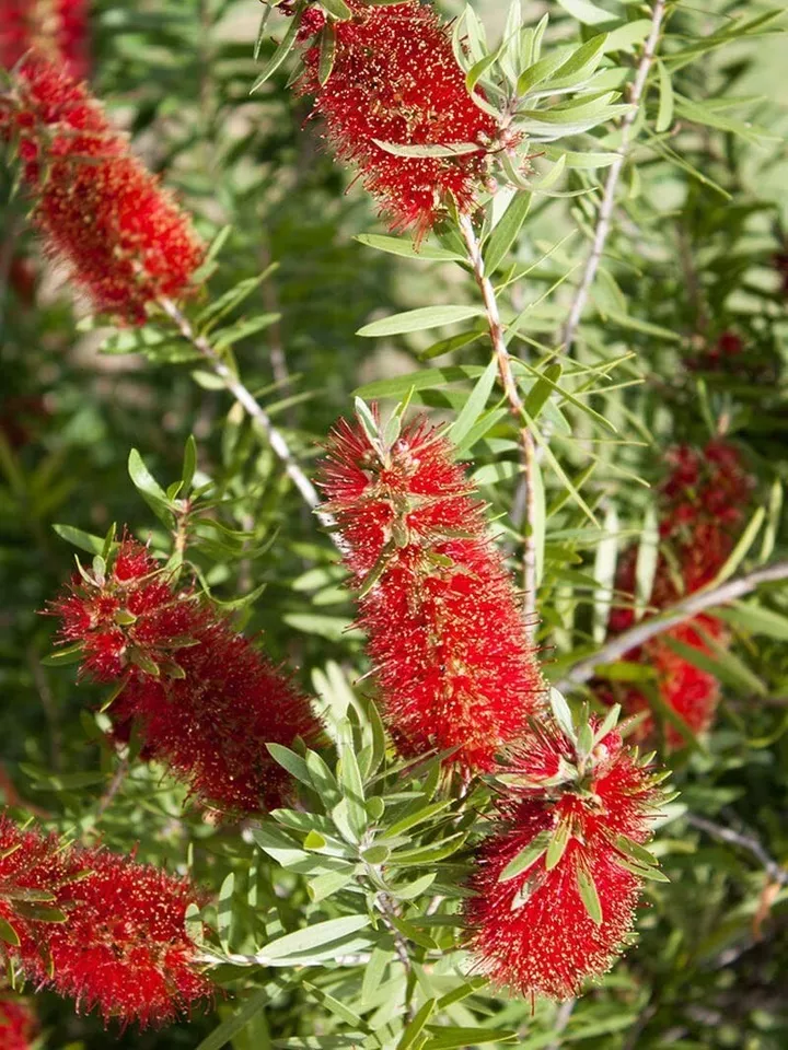 Bottlebrush Tree Live Gallon Size Plant Callistemon Citrinus Red Cluster 1 plant - £45.89 GBP