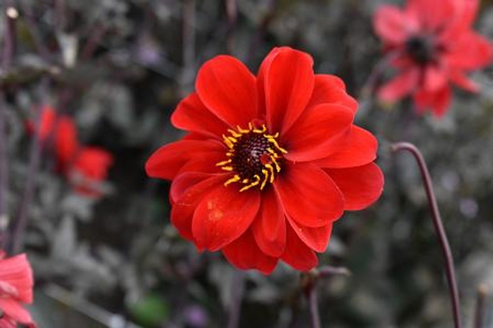 Bishop of Llandaff Dahlia - 1 Root Clump - $31.99