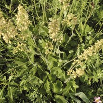 Prairie Alumroot 750 Seeds for Planting | Heuchera richardsonii | Richar... - $17.00