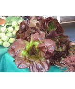SDC 3000 Red Romaine Lettuce Lactuca Sativa Easy Grow - $20.78 CAD