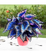 200 Seeds Bonsai Coleus Foliage Plants Perfect - €13,46 EUR