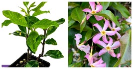 Pink Showers Star Jasmine - Trachelospermum jasminoides - £32.12 GBP