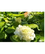100 seeds Jasmine Seeds 'Grand Duke of Tuscany' White Fragrant Double Fl... - €12,94 EUR 100 seeds Jasmine Seeds 'Grand Duke of Tuscany' White Fragrant Double Fl... - €12,94 EUR