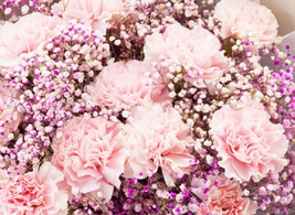 Carnations With Pink Baby Breath+Buy 2 Get 1 Free - £4.74 GBP