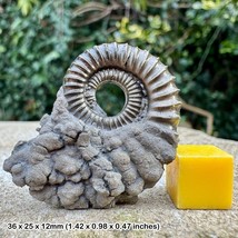 Microderoceras Golden Pyrite Ammonite Fossil | Jurassic Green Ammonite Beds - $21.98