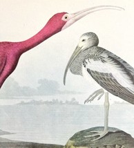 Scarlet Ibis Bird 1946 Color Art Print John James Audubon Nature Antique DWV2I - £25.97 GBP