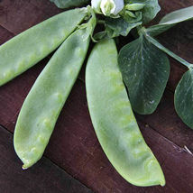 Ship From Us Oregon Giant Pea Seeds - 8 Oz Seeds - Heirloom, NON-GMO, TM11 - £45.70 GBP