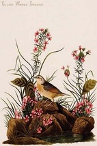 Yellow Winged Sparrow by John James Audubon - Art Print - £17.42 GBP+