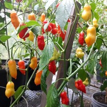 Hot Aji Rainforest Pepper Seed Pack (5) - Organic Heirloom Seeds for Planting, E - £5.59 GBP