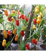 Hot Aji Rainforest Pepper Seed Pack (5) - Organic Heirloom Seeds for Pla... - £5.60 GBP