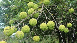 10 Seeds Hedge Apple Osage Orange Horse Apple Monkey Ball Maclura Pomifera Tree - £15.95 GBP